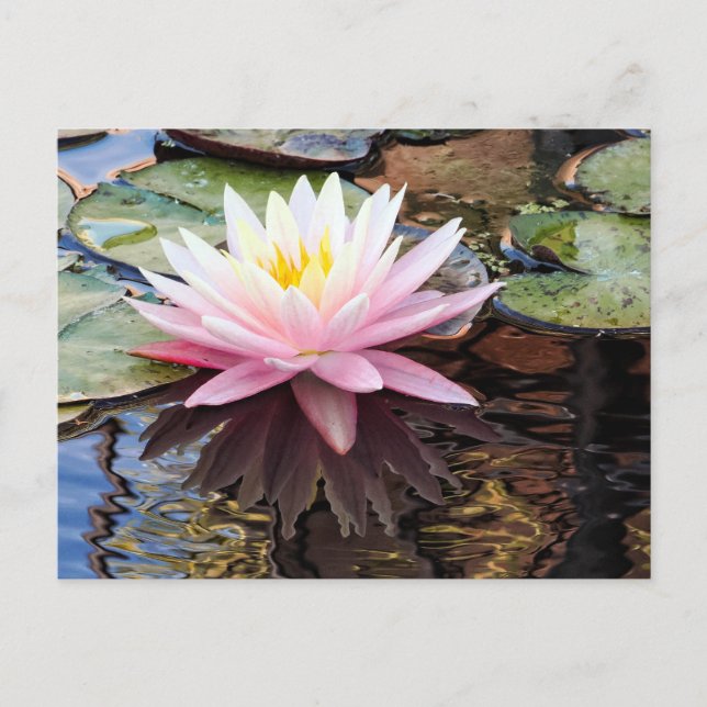 Waterlily Reflections Holiday Postcard (Front)