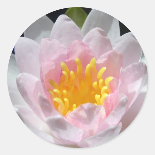 Waterlily Stickers (Front)