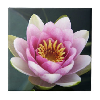 Waterlily Tile