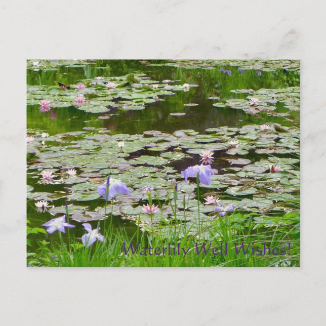 Waterlily Well Wishes! Postcard (Front)