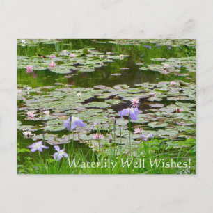 Waterlily Well Wishes! Postcard