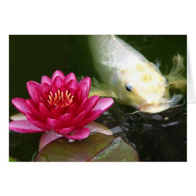 Waterlily with Koi (Front Horizontal)
