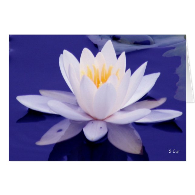 Waterlily Wonder, S Cyr (Front Horizontal)