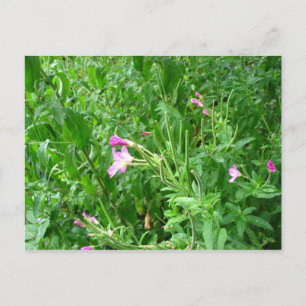 Watermead Country Park Postcard