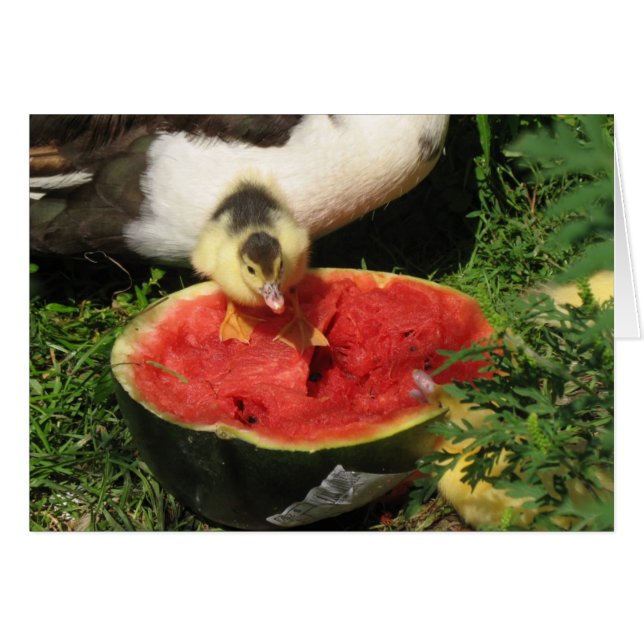 watermelon anyone? (Front Horizontal)