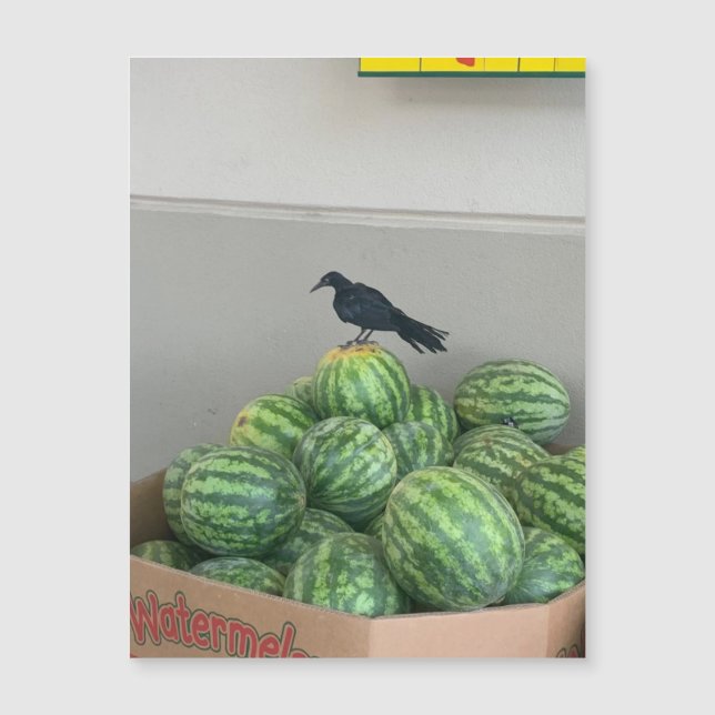 Watermelon Bird Magnet (Front)