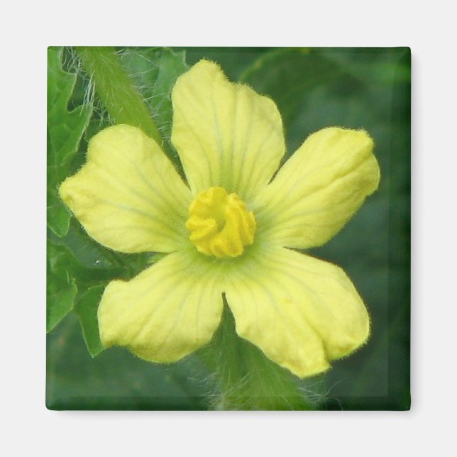 Watermelon Bloom Magnet (Front)