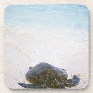 Water's edge coaster