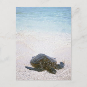 Water's edge postcard