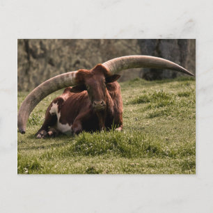 Watusi Cow Postcard