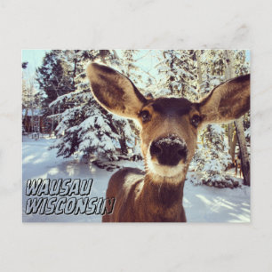 Wausau Wisconsin Postcard Cute Deer