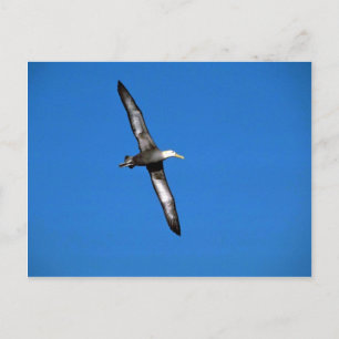 Waved Albatross In Flight Postcard
