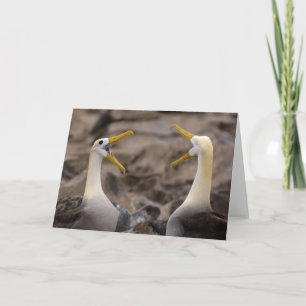Waved albatross Phoebastria irrorata) pair in Card