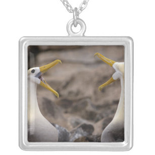 Waved albatross Phoebastria irrorata) pair in Silver Plated Necklace