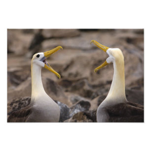 Waved albatross Phoebastria irrorata) pair Photo Print