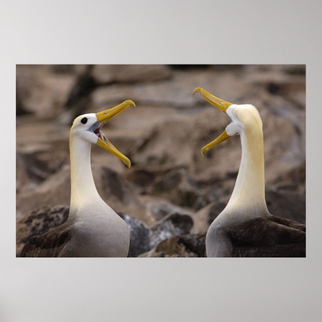Waved albatross Phoebastria irrorata) pair Poster (Front)
