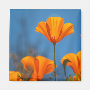 waving poppy magnet