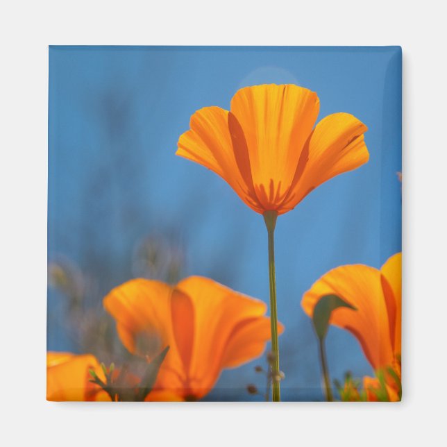 waving poppy magnet (Front)