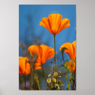 waving poppy poster