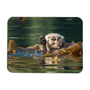 Waving Sea Otter Magnet