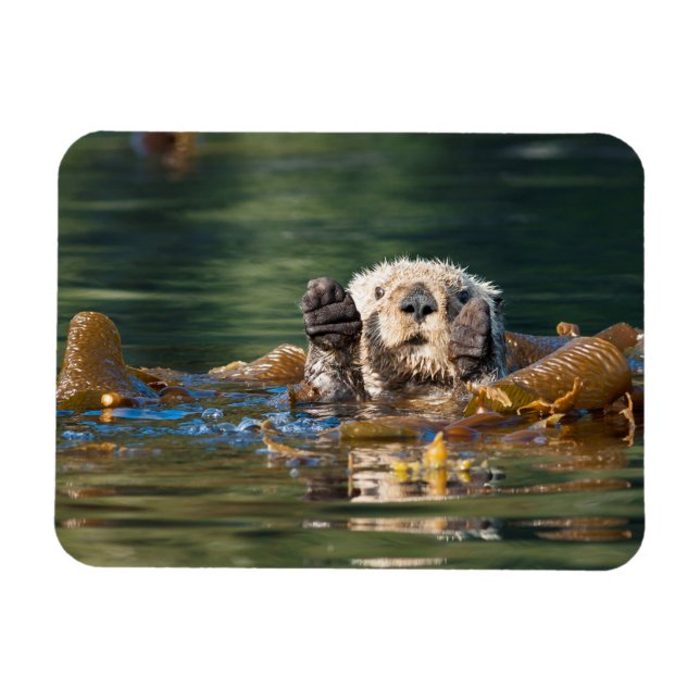 Waving Sea Otter Magnet (Horizontal)