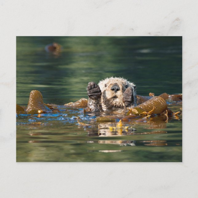 Waving Sea Otter Postcard (Front)