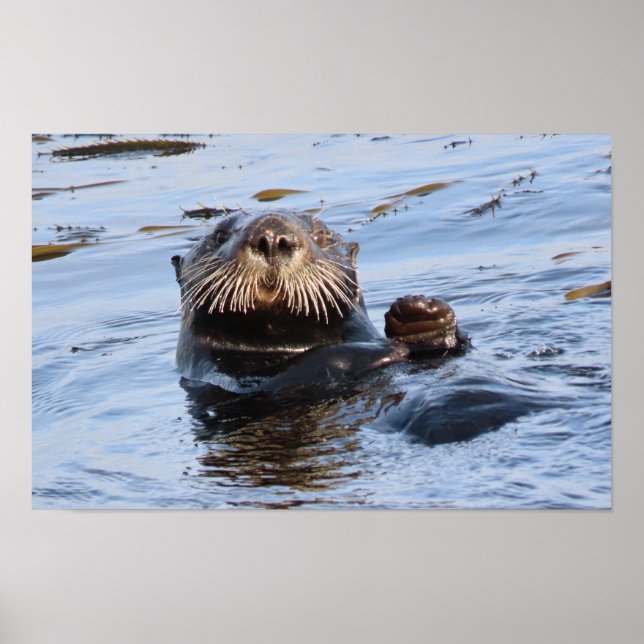Waving Sea Otter Poster (Front)