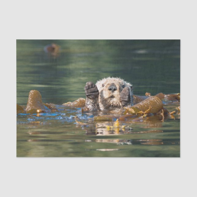 Waving Sea Otter Tissue Paper (Front)