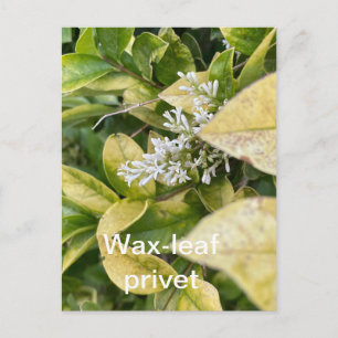 Wax-leaf Privet Postcard