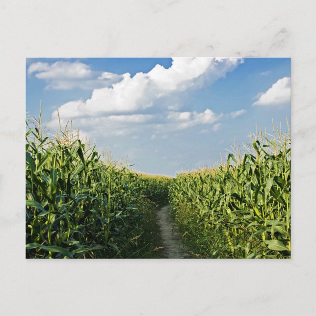 Way road between Corn field Postcard (Front)