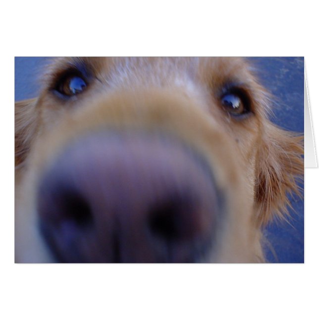 Wazzup? (Front Horizontal)