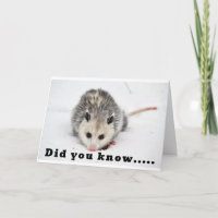 WE MICE KNOW HOW TO PARTY - YES WE DO!