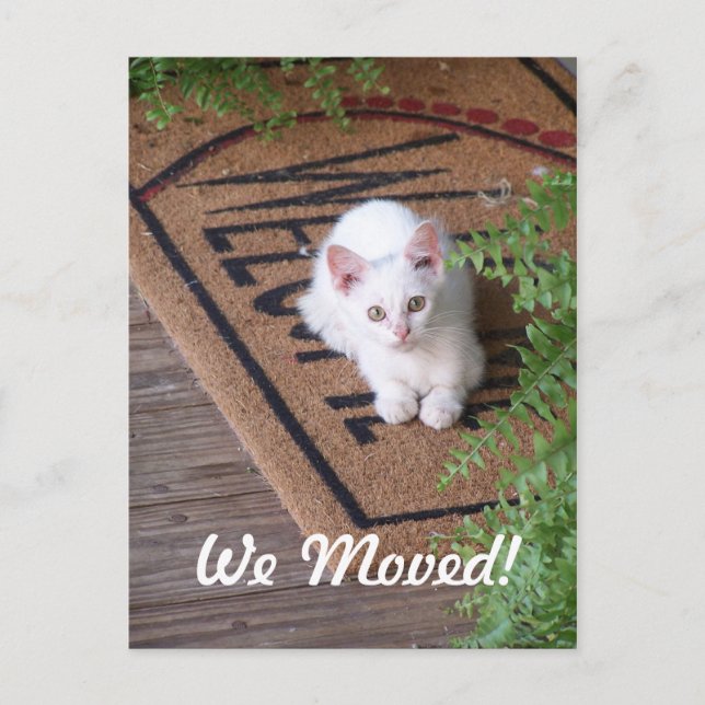 We Moved White Kitten Announcement Postcard (Front)
