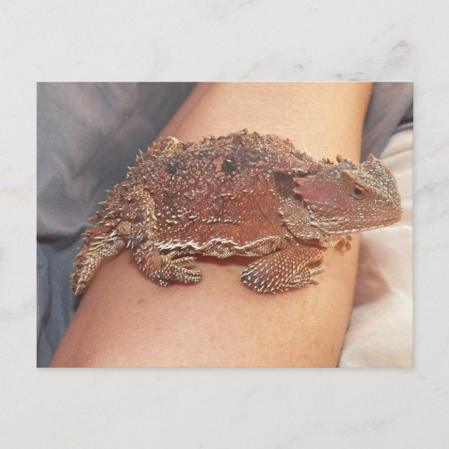We named the horned toad: Ho'Dee Towd...Kathy(AH) Postcard (Front)