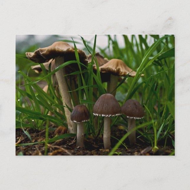 We Three Mushrooms 3 Postcard (Front)