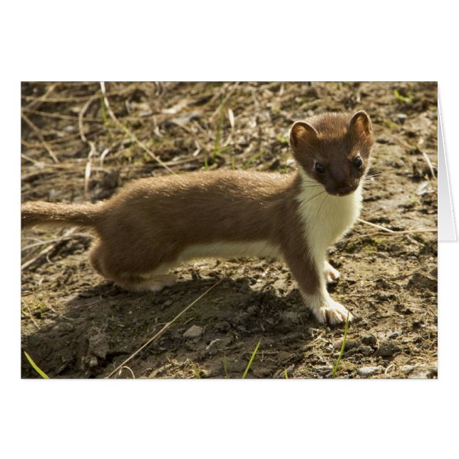 Weasel, Short-tailed (Front Horizontal)