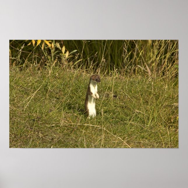 Weasel, Short-tailed Poster (Front)