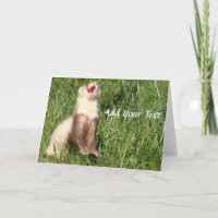 Weasels are cute. Furry Ferrets\