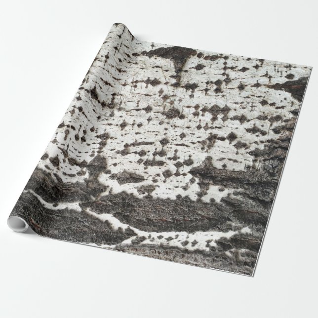 Weathered birch trunk wrapping paper (Unrolled)