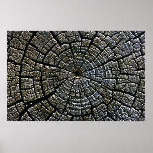 Weathered Tree Growth Rings Aztec Ruins Monument Poster