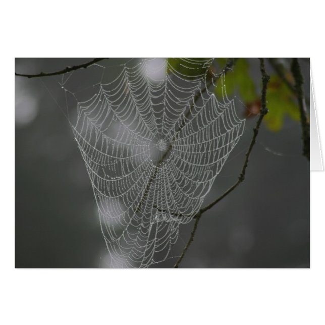 WEB (Front Horizontal)