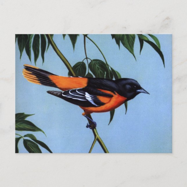Weber's Baltimore Oriole Postcard (Front)