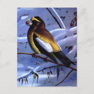 Weber's Evening Grosbeak Postcard