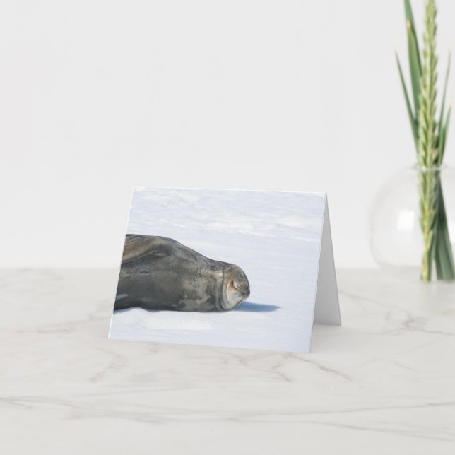 Weddell seal card (Front)