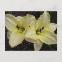 Wedding Band - Daylily