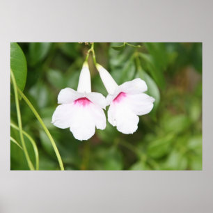 Wedding Bell Flower Poster