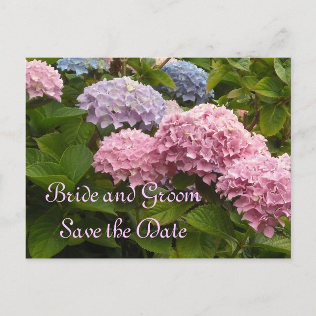 Wedding Hydrangeas Save the Date Announcement Postcard (Front)