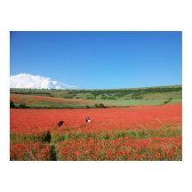Wedding photo in a field of Red Poppies