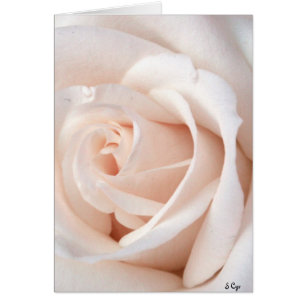Wedding Rose