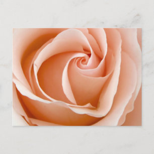 Wedding Rose Postcard